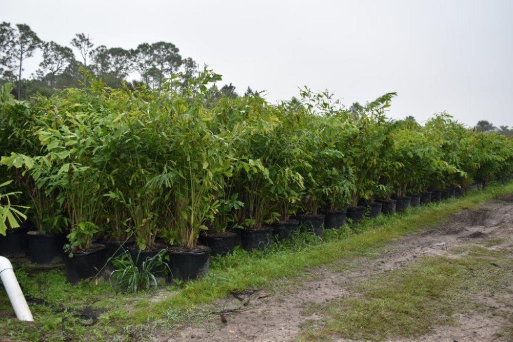 caryota-mitis-fishtail-palm