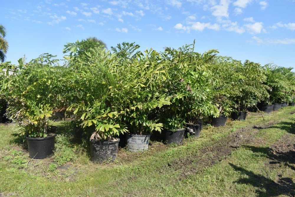caryota-mitis-fishtail-palm