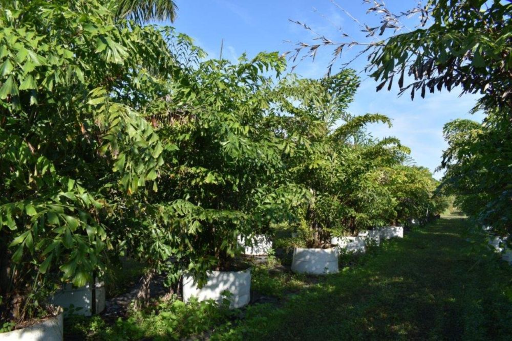 caryota-mitis-fishtail-palm