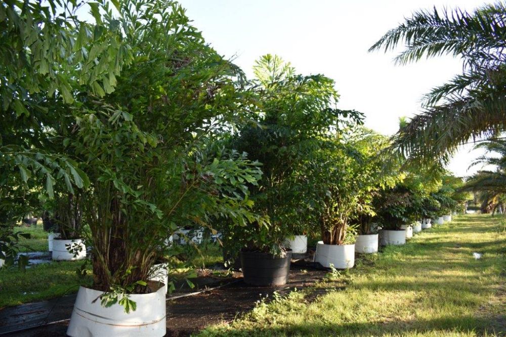 caryota-mitis-fishtail-palm