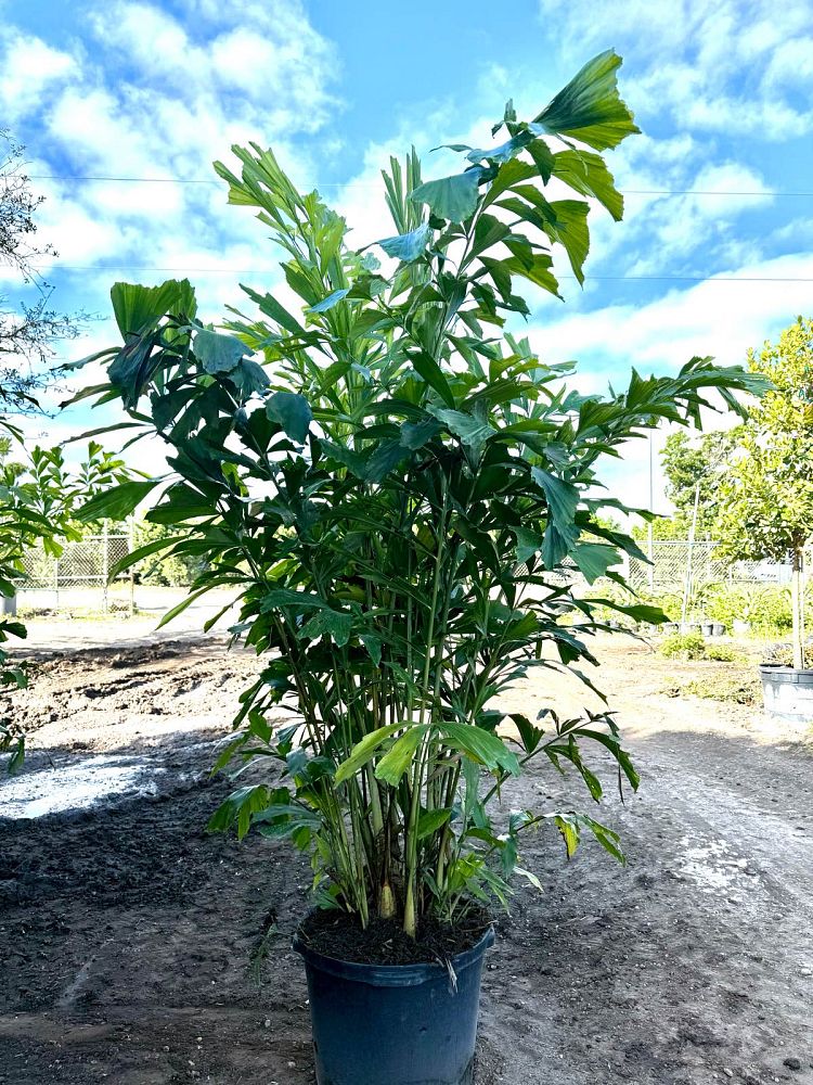 caryota-mitis-fishtail-palm