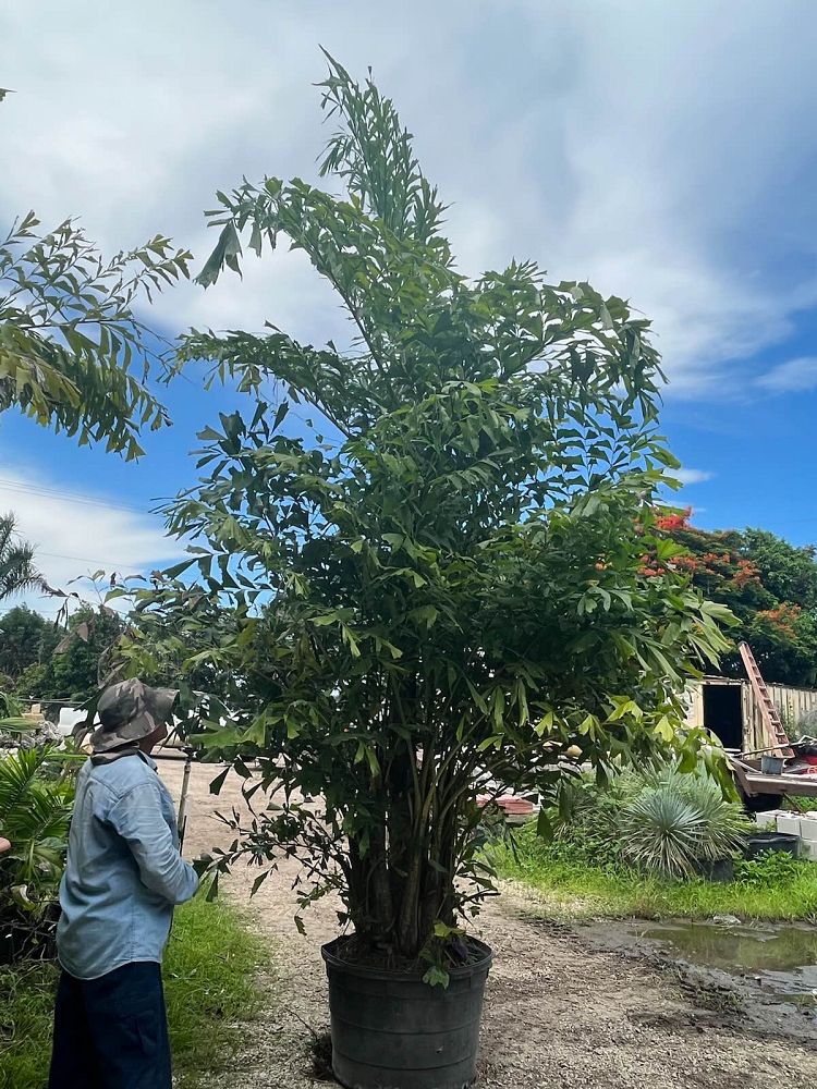 caryota-mitis-fishtail-palm