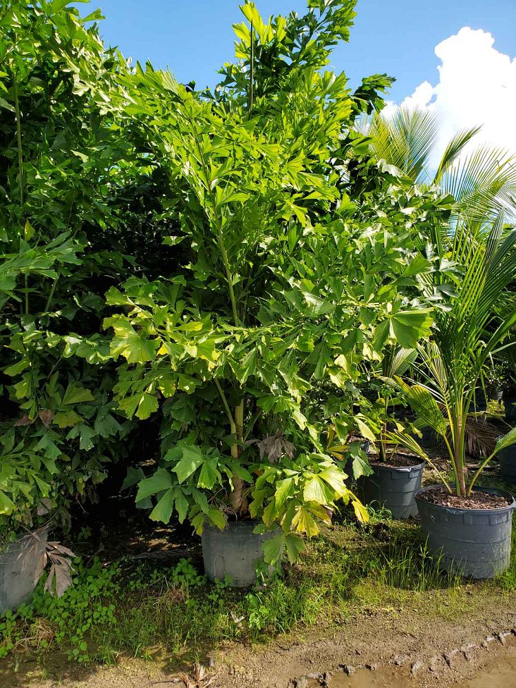 caryota-mitis-fishtail-palm