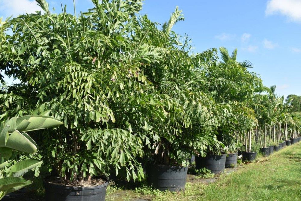 caryota-mitis-fishtail-palm