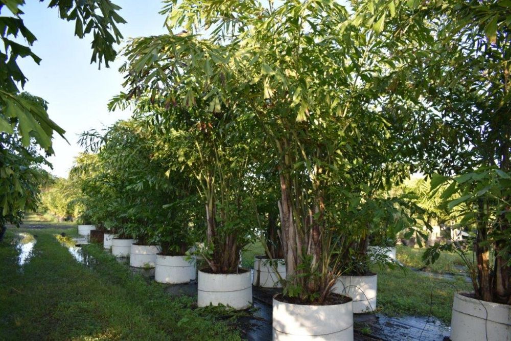 caryota-mitis-fishtail-palm