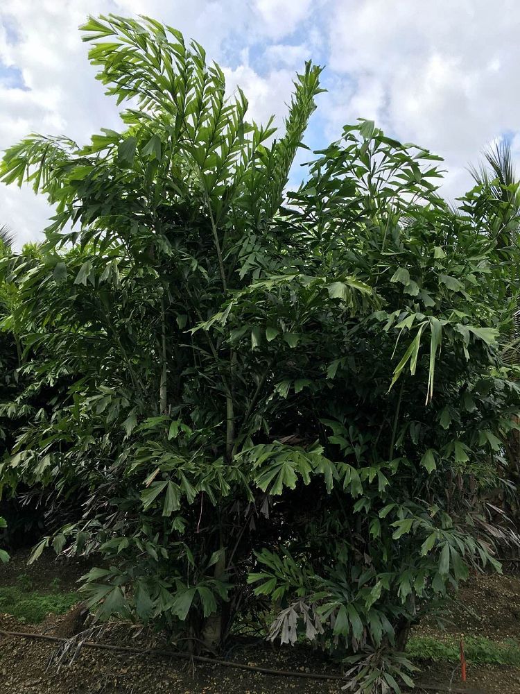 caryota-mitis-fishtail-palm