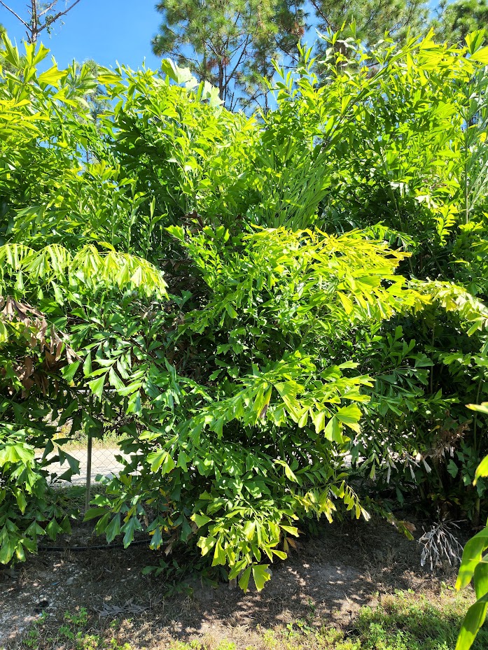 caryota-mitis-fishtail-palm