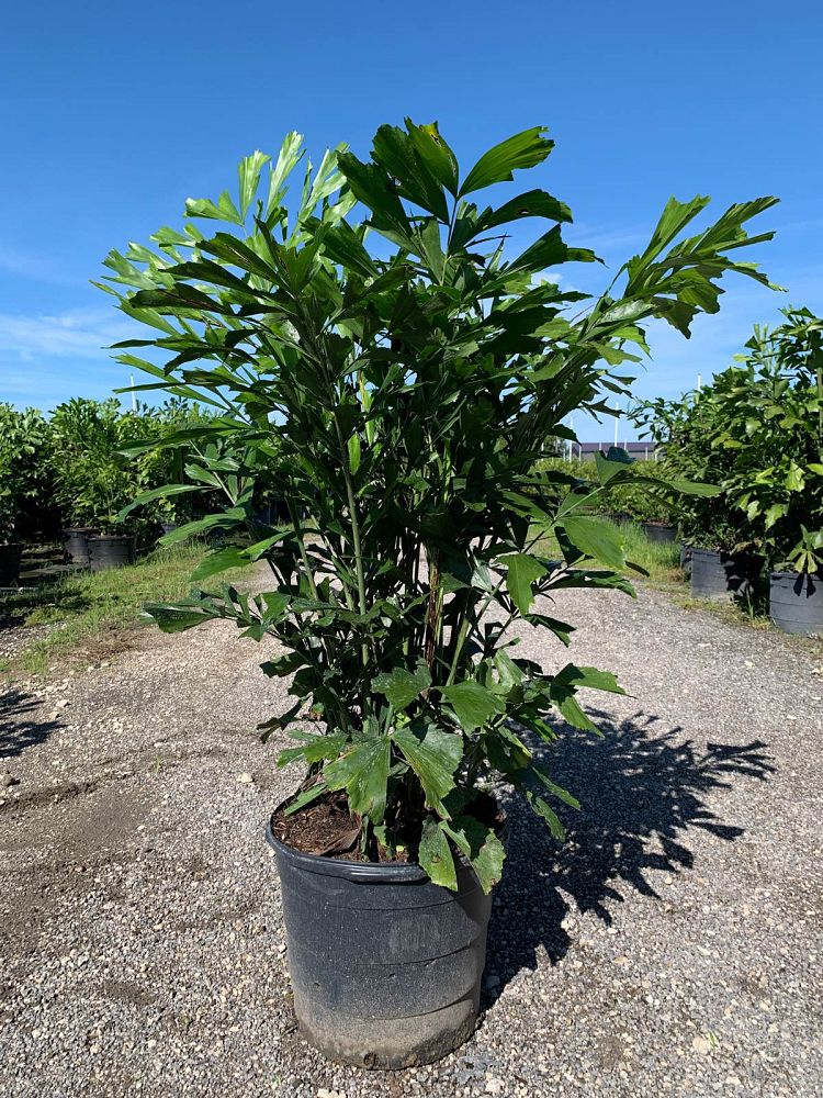 caryota-mitis-fishtail-palm