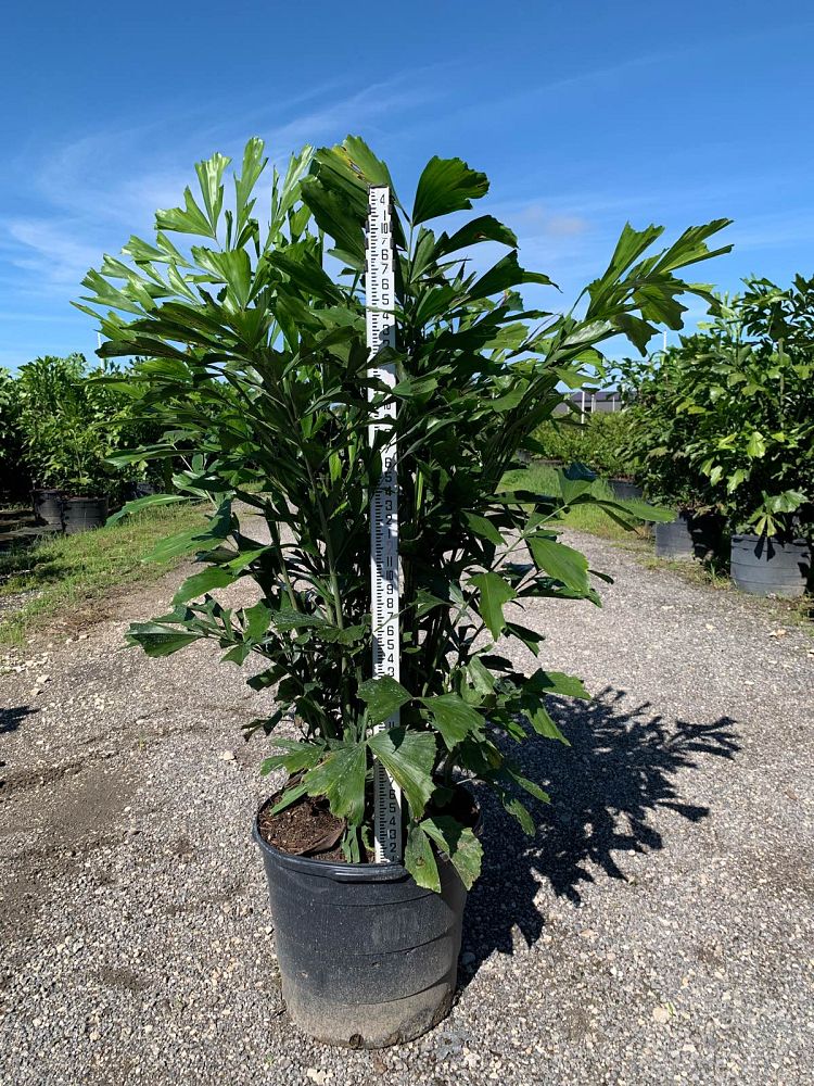 caryota-mitis-fishtail-palm
