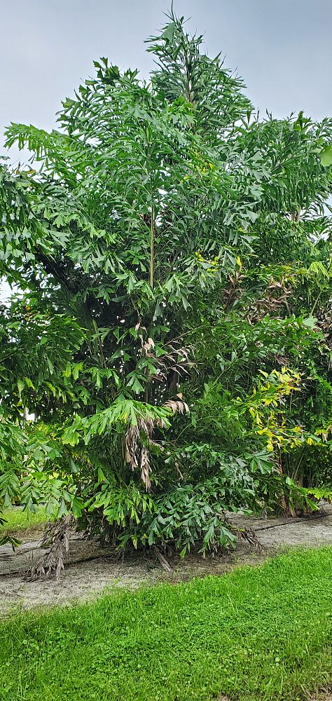 caryota-mitis-fishtail-palm