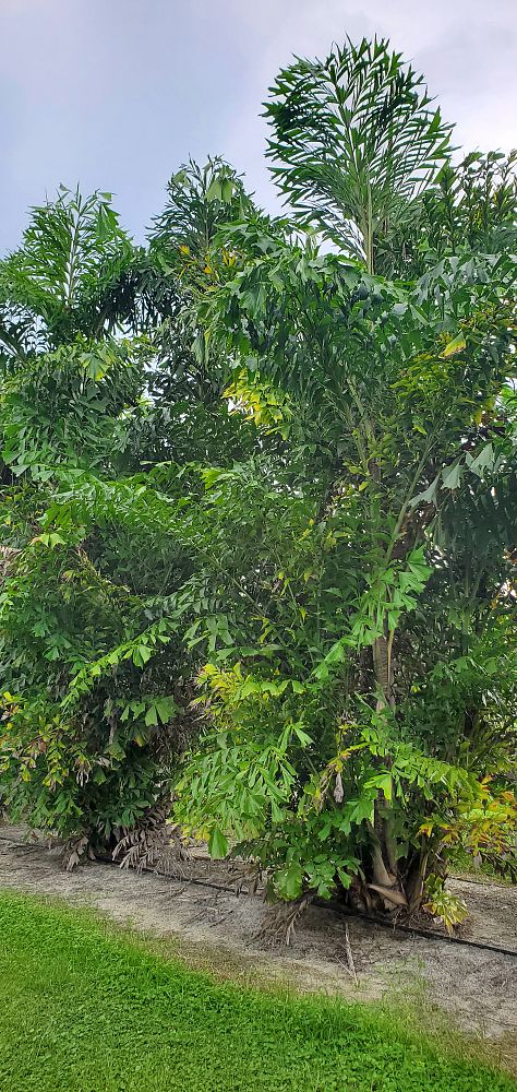 caryota-mitis-fishtail-palm