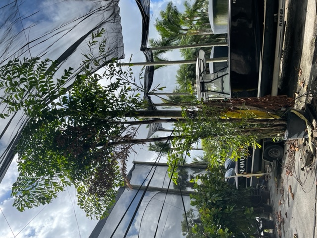 caryota-mitis-fishtail-palm