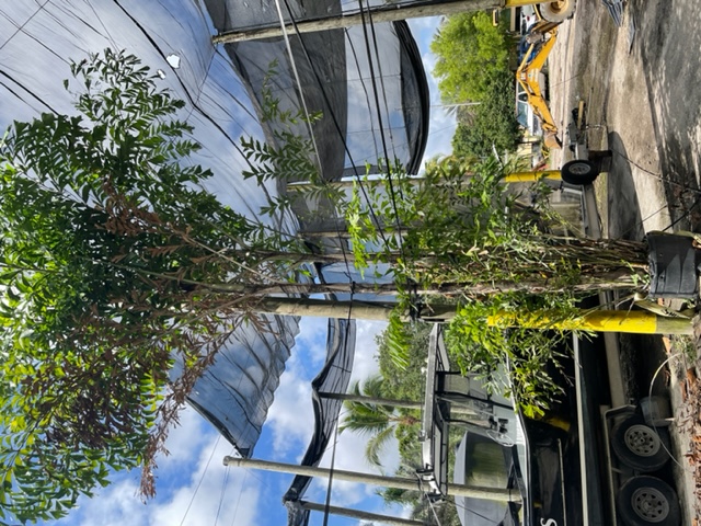 caryota-mitis-fishtail-palm