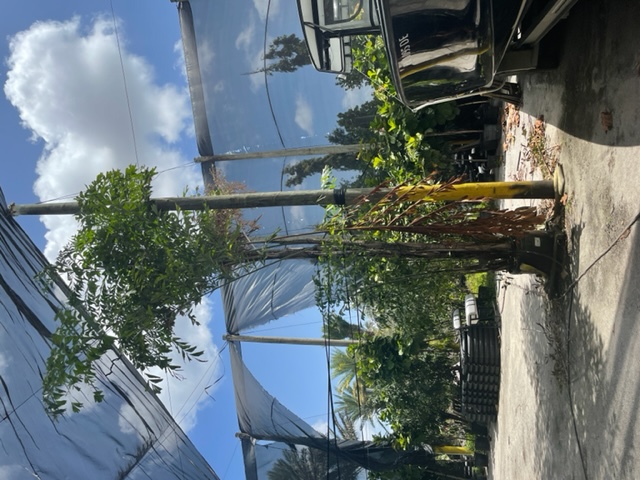 caryota-mitis-fishtail-palm