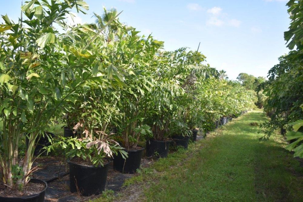 caryota-mitis-fishtail-palm
