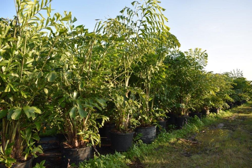 caryota-mitis-fishtail-palm