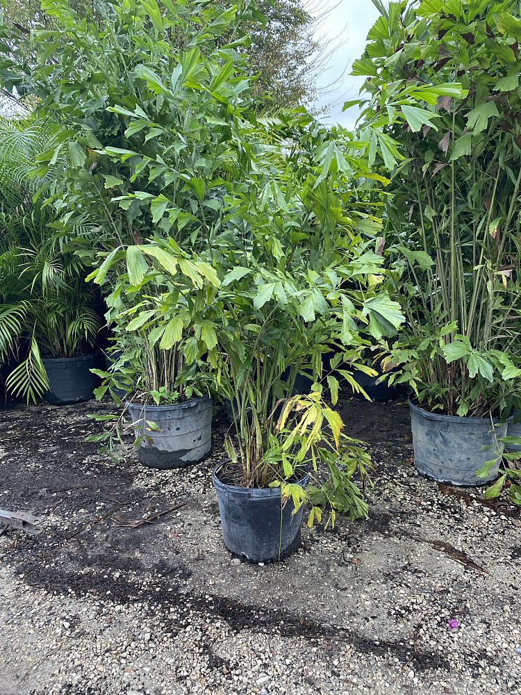 caryota-mitis-fishtail-palm