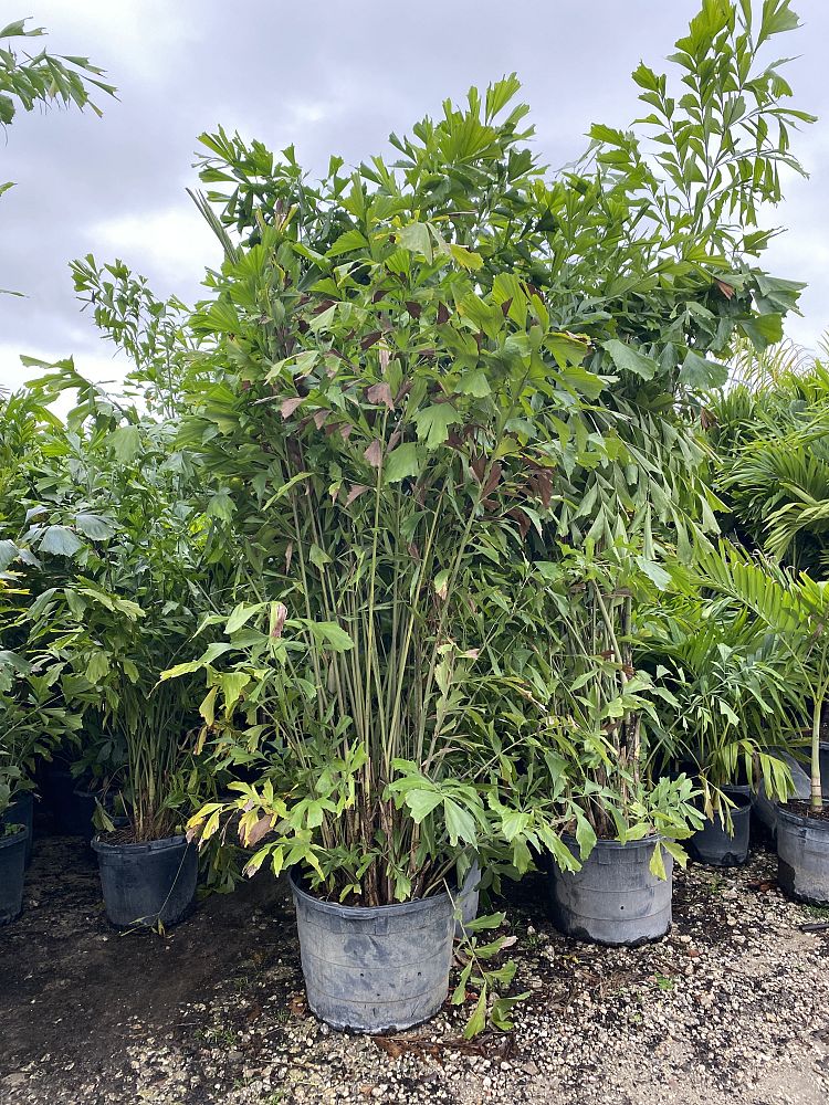 caryota-mitis-fishtail-palm