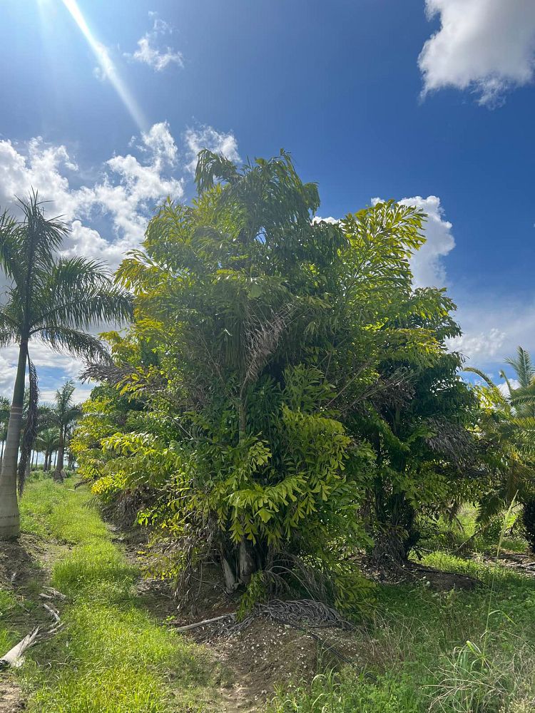 caryota-mitis-fishtail-palm