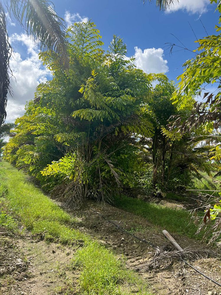 caryota-mitis-fishtail-palm