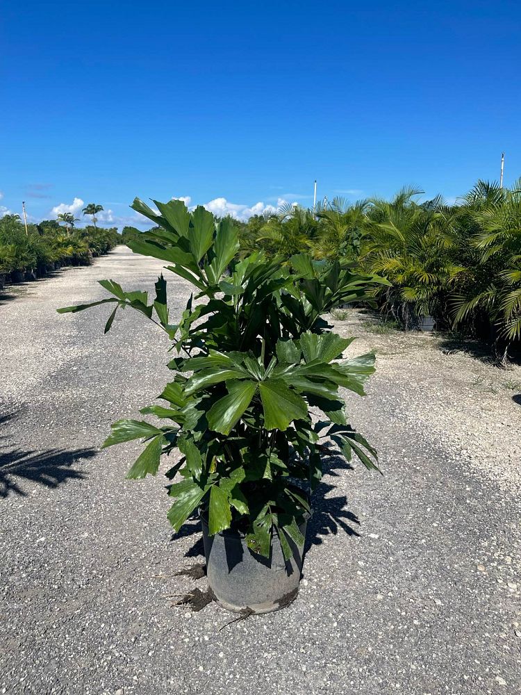 caryota-mitis-fishtail-palm