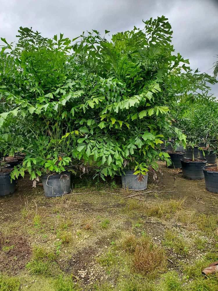 caryota-mitis-fishtail-palm