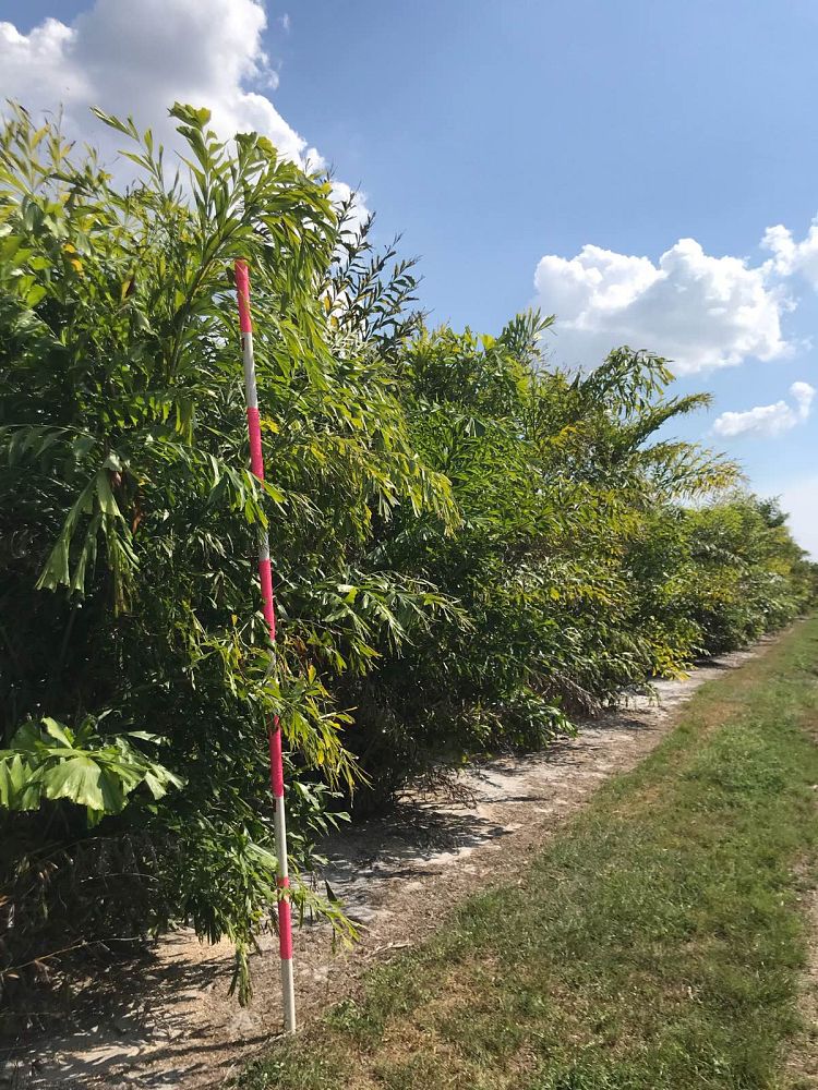caryota-mitis-fishtail-palm