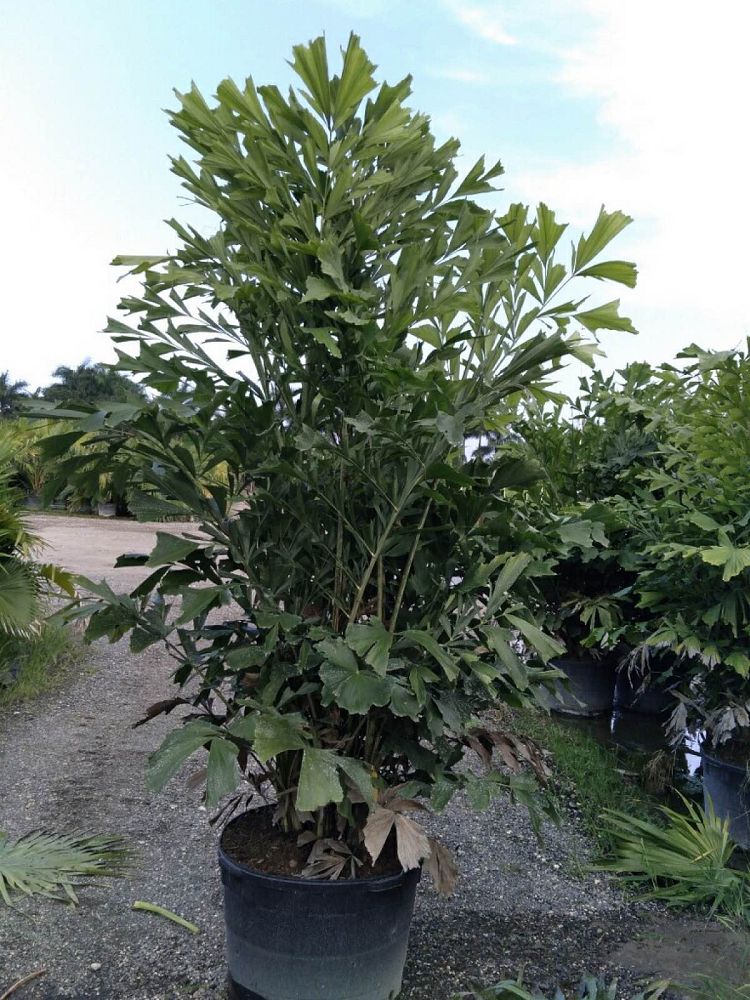 caryota-mitis-fishtail-palm