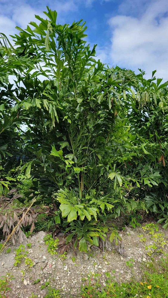 caryota-mitis-fishtail-palm