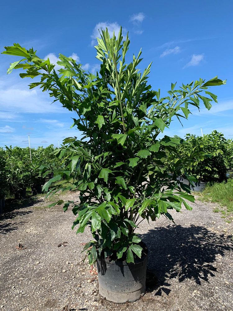 caryota-mitis-fishtail-palm