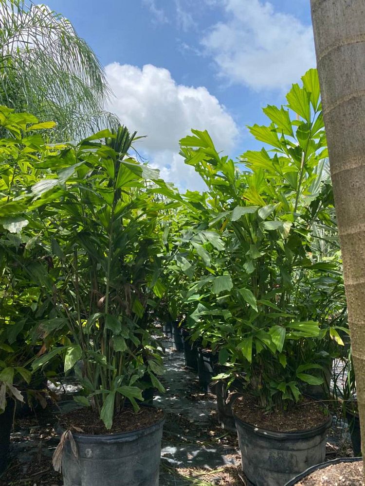 caryota-mitis-fishtail-palm