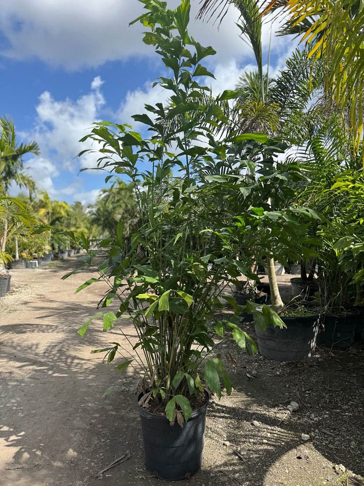 caryota-mitis-fishtail-palm
