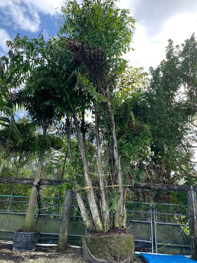 caryota-mitis-fishtail-palm