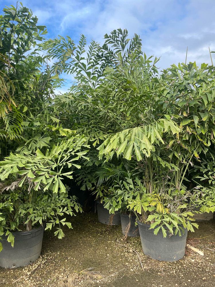 caryota-mitis-fishtail-palm