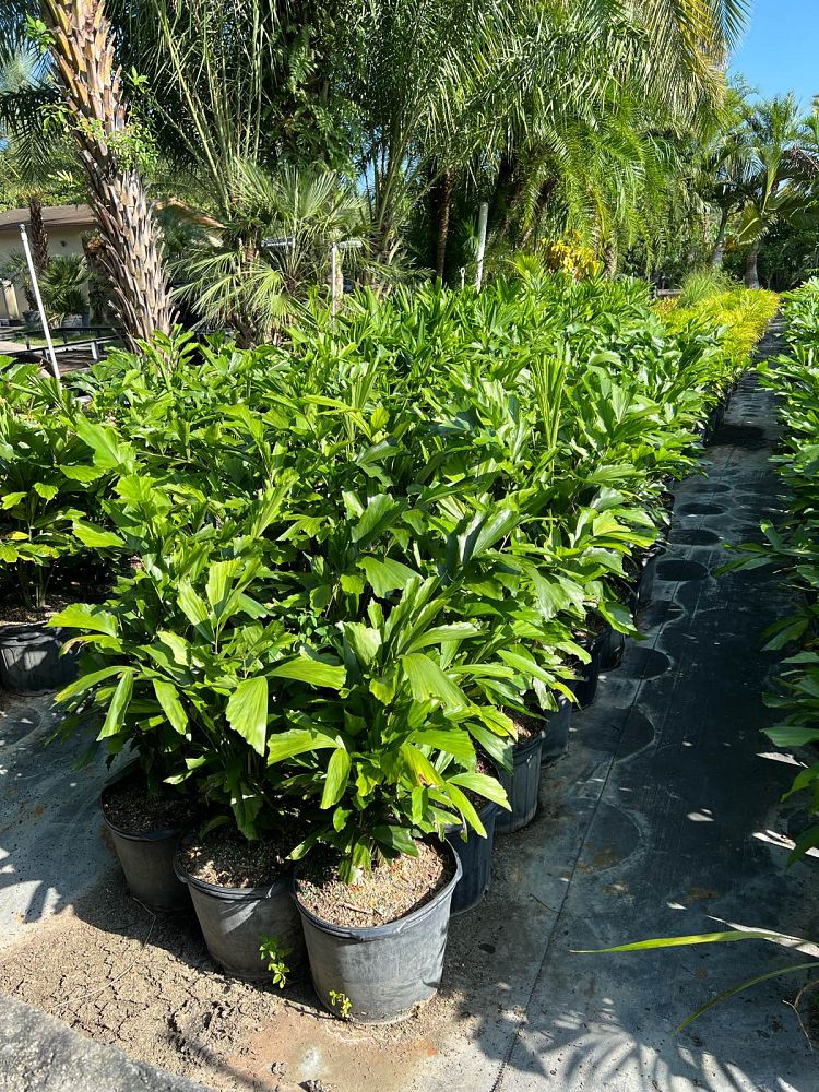 caryota-mitis-fishtail-palm