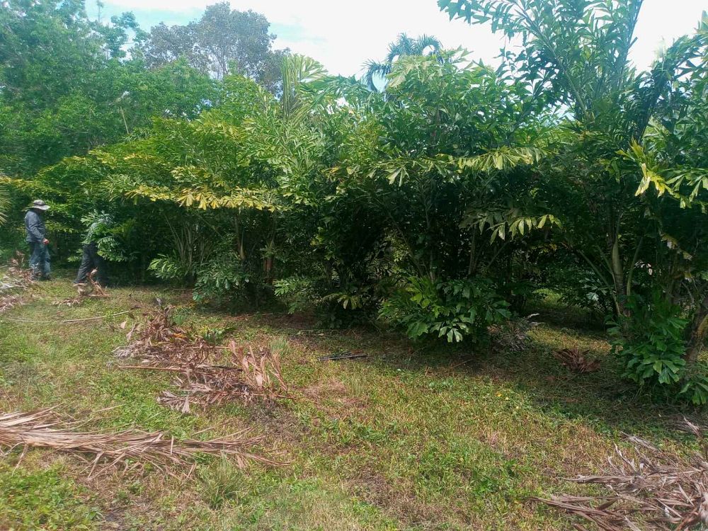 caryota-mitis-fishtail-palm