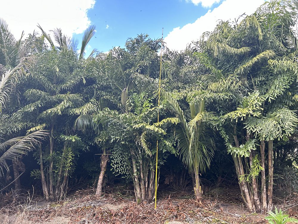 caryota-mitis-fishtail-palm