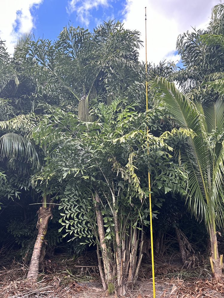 caryota-mitis-fishtail-palm