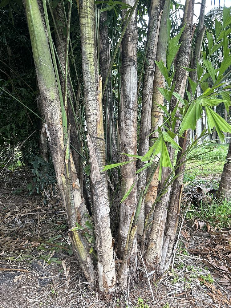 caryota-mitis-fishtail-palm