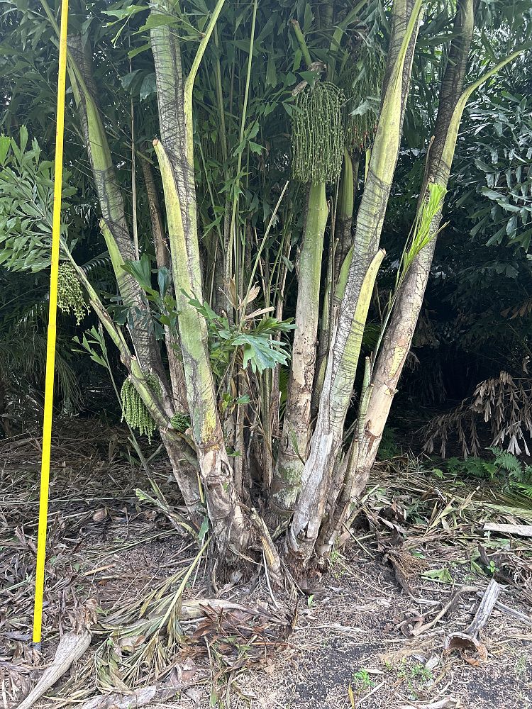 caryota-mitis-fishtail-palm