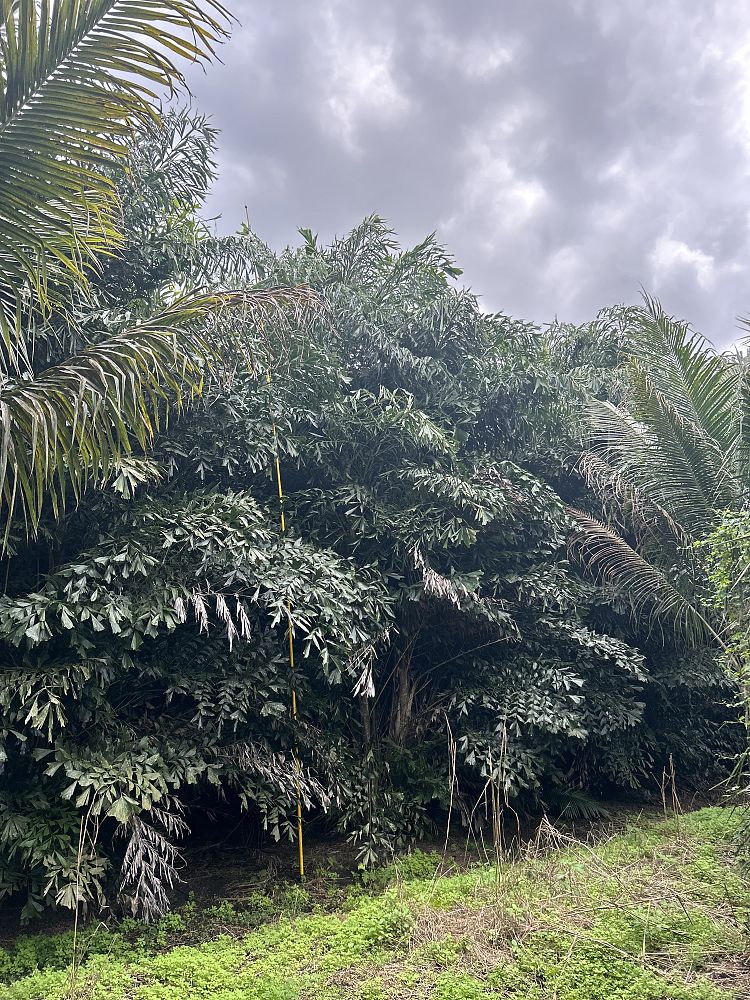 caryota-mitis-fishtail-palm