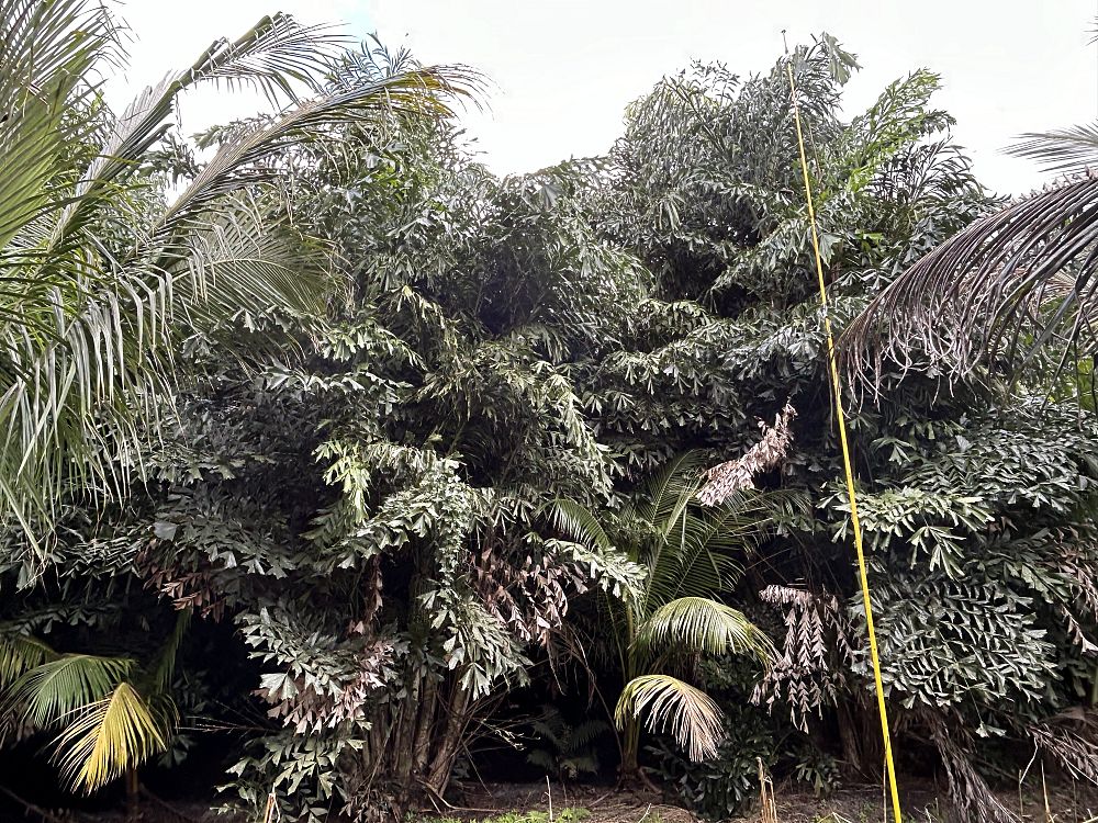 caryota-mitis-fishtail-palm