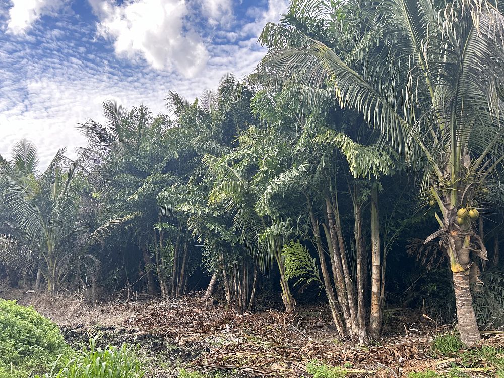caryota-mitis-fishtail-palm