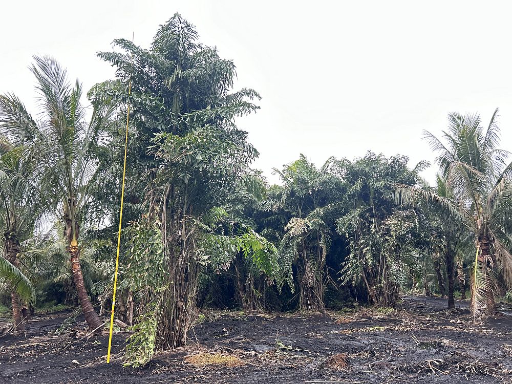 caryota-mitis-fishtail-palm