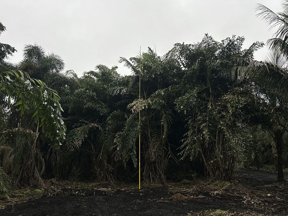 caryota-mitis-fishtail-palm