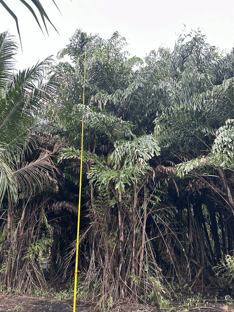 caryota-mitis-fishtail-palm