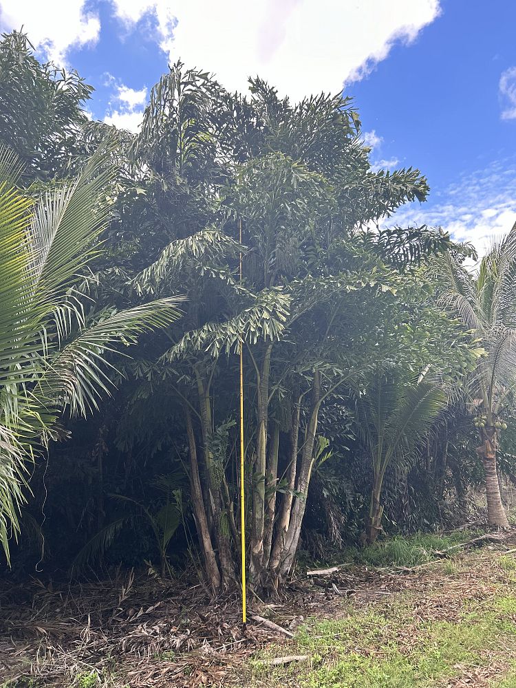 caryota-mitis-fishtail-palm