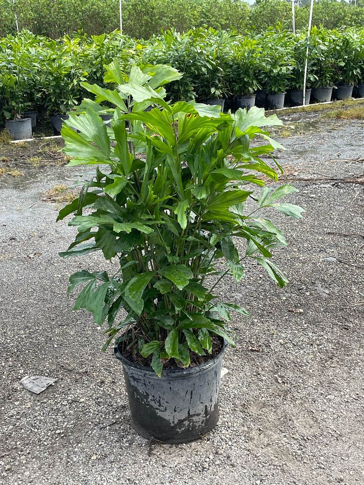 caryota-mitis-fishtail-palm
