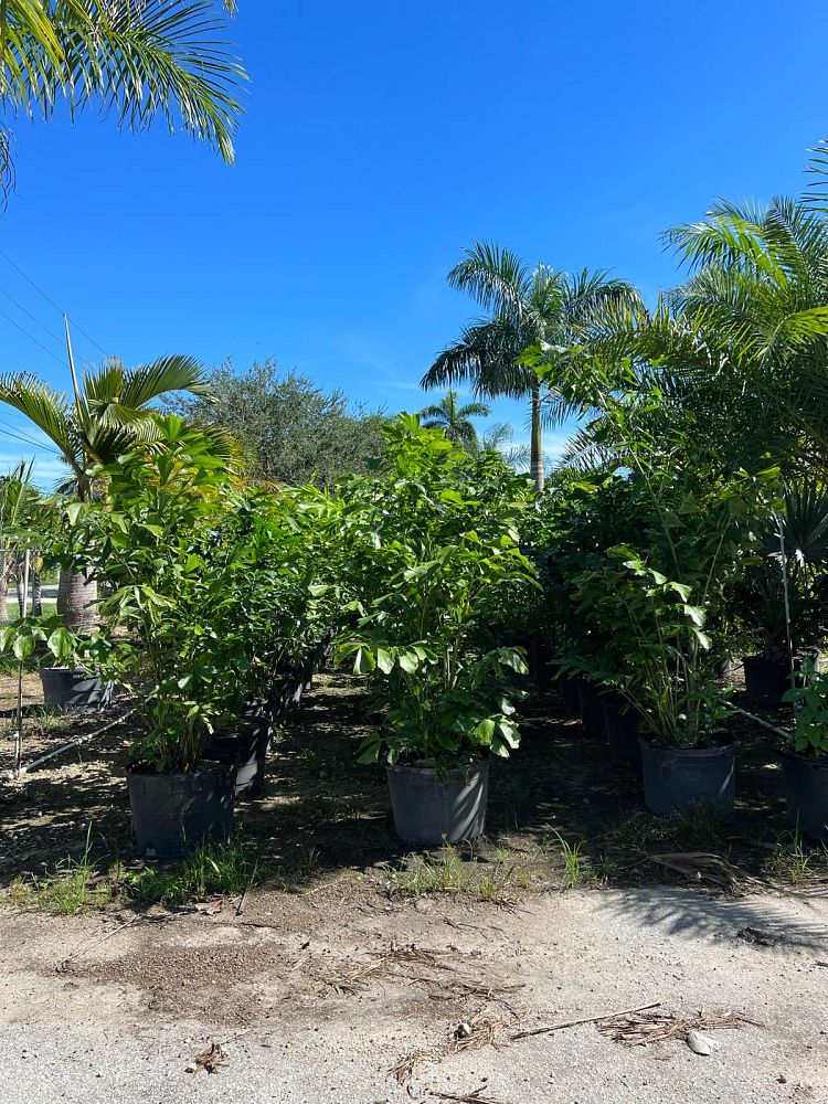 caryota-mitis-fishtail-palm