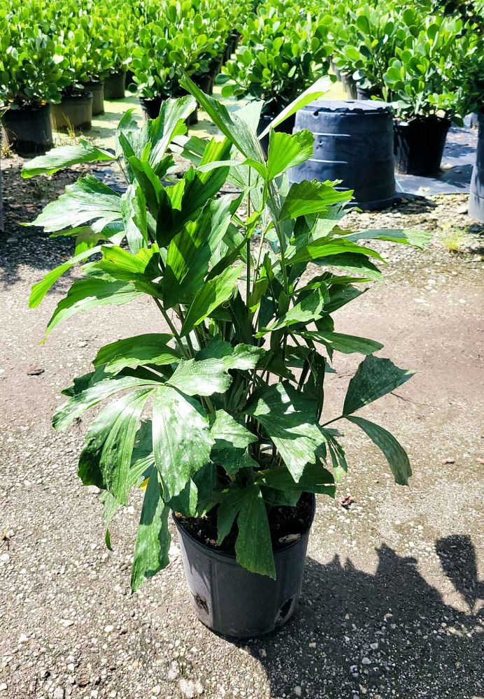 caryota-mitis-fishtail-palm